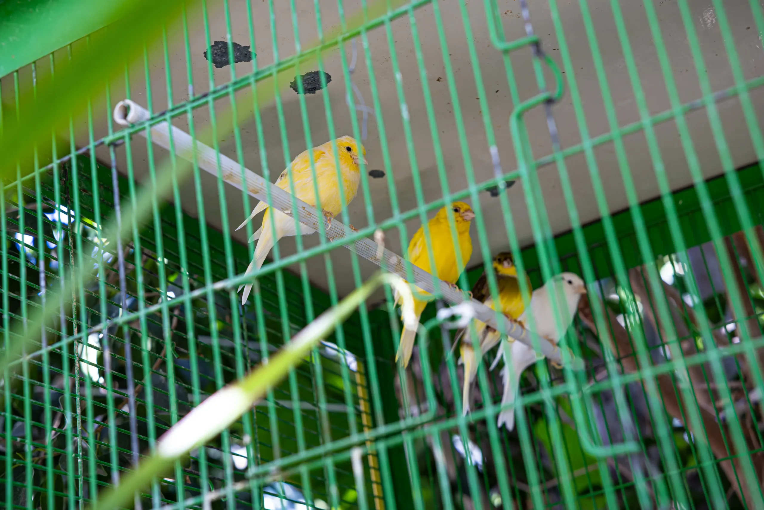 Ta stroumfakia kindergarten